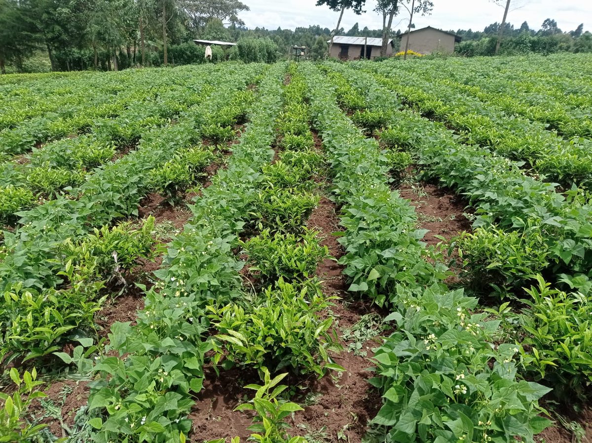 Sinonin Food Innovations LTD 🇰🇪 tweet media