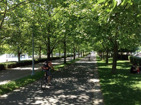 BrentToderian's tweet photo. Did you know that when the canopies of trees grow enough to touch over a street or sidewalk, that’s often nick-named a “kissing canopy?” It creates a beautiful, comfortable &amp; cool street condition, but it ONLY happens when the right decisions are made. #StreetsAreBetterWithTrees https://t.co/BLaYQrIj3E