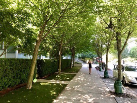 BrentToderian's tweet photo. Did you know that when the canopies of trees grow enough to touch over a street or sidewalk, that’s often nick-named a “kissing canopy?” It creates a beautiful, comfortable &amp; cool street condition, but it ONLY happens when the right decisions are made. #StreetsAreBetterWithTrees https://t.co/BLaYQrIj3E