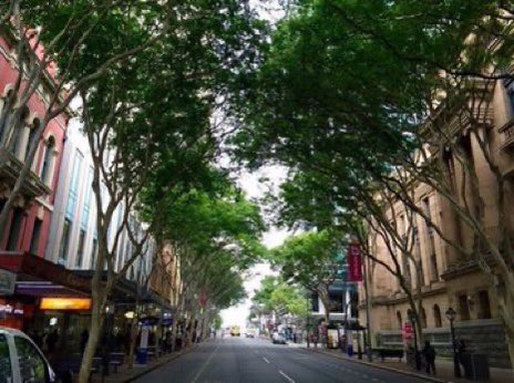BrentToderian's tweet photo. Did you know that when the canopies of trees grow enough to touch over a street or sidewalk, that’s often nick-named a “kissing canopy?” It creates a beautiful, comfortable &amp; cool street condition, but it ONLY happens when the right decisions are made. #StreetsAreBetterWithTrees https://t.co/BLaYQrIj3E