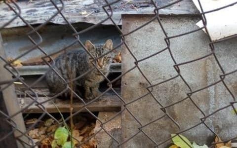 "Obniżamy kwotę zbiórki bo tak bardzo ciężko jest zebrać nawet 200 zł miesięcznie :(

Kochani dobijmy choć do tych 5000!

Te koty nie są gorsze od innym i jeszcze bardziej potrzebują pomocy niż te, które mamy już w dt."

ratujemyzwierzaki.pl/wolnozyjace202…