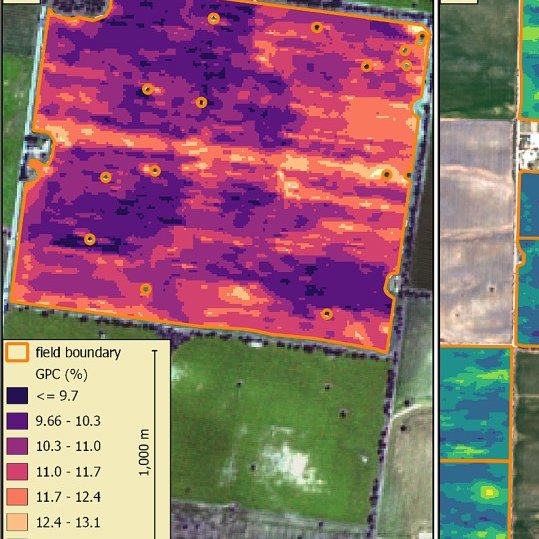 Our new @ISPRS JPRS publication focuses on estimating grain protein content in wheat using radiative transfer modelling from Sentinel-2. Results under severe water stress and mild conditions emphasized the potential of S2 for large-scale GPC monitoring.

sciencedirect.com/science/articl…
