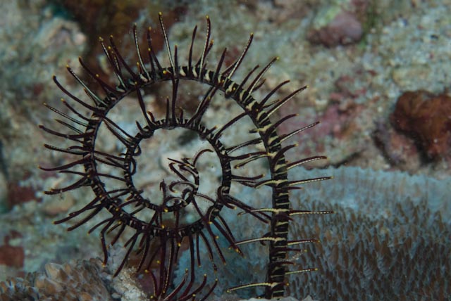 seastung's tweet image. #echinoday! because every day including #echinoderms is a good day (and a #nudibranch for luck) #ocean #biodiversity #marinelife