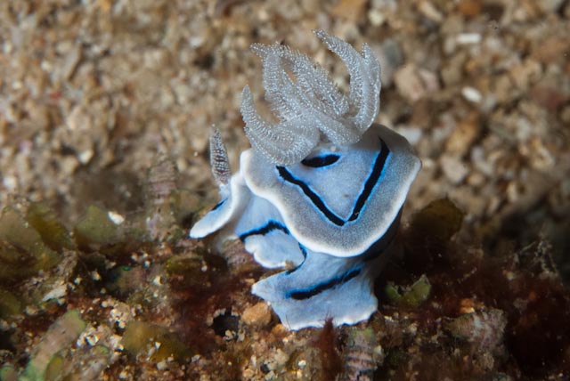 seastung's tweet image. #echinoday! because every day including #echinoderms is a good day (and a #nudibranch for luck) #ocean #biodiversity #marinelife