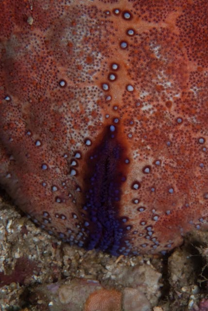 seastung's tweet image. #echinoday! because every day including #echinoderms is a good day (and a #nudibranch for luck) #ocean #biodiversity #marinelife