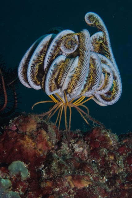 seastung's tweet image. #echinoday! because every day including #echinoderms is a good day (and a #nudibranch for luck) #ocean #biodiversity #marinelife