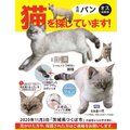 unnkiup's tweet photo. 拡散➔  @panmatteruyo
【ずっと愛猫パン探しています】 太長ふさふさな、先が2箇所曲がった鍵尻尾。丸顔で潰れ鼻。顔手脚にトラ模様。ブルー目。 成長に伴い毛色が茶に濃く変化している可能性大
2020年11月3日つくばから迷子になり３年。 パンは絶対元気に生きてる。家族だから諦めません🐈 https://t.co/gwCvuEfnaq