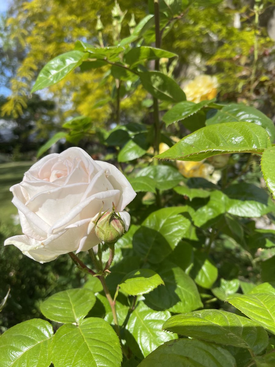 Everyone loves a David Austin of course.