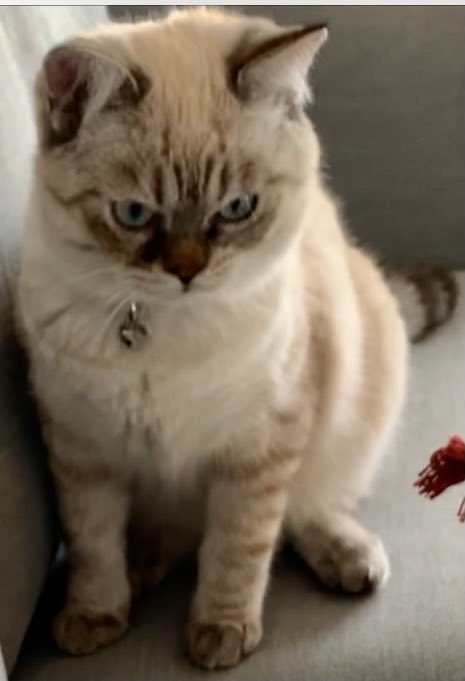 unnkiup's tweet photo. 拡散➔  @panmatteruyo
【ずっと愛猫パン探しています】 太長ふさふさな、先が2箇所曲がった鍵尻尾。丸顔で潰れ鼻。顔手脚にトラ模様。ブルー目。 成長に伴い毛色が茶に濃く変化している可能性大
2020年11月3日つくばから迷子になり３年。 パンは絶対元気に生きてる。家族だから諦めません🐈 https://t.co/gwCvuEfnaq
