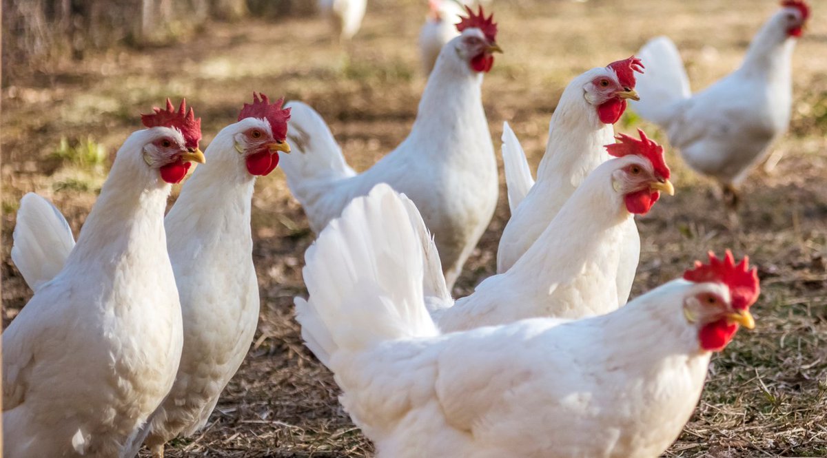 followDiamondV's tweet photo. It’s not too late to visit us at Booth J03 at the 12th APPC to explore our cutting-edge technologies and postbiotic solutions. Our experts will be there to answer your questions. Let's work together to support animal health and growth. 🐣 #APPC2023 #DiamondV https://t.co/I5Hg8uDPvU