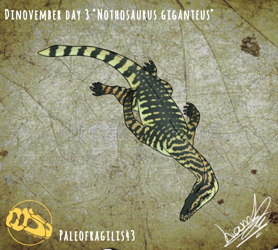 In my country it is already the third day of  #dinovember , #nothosaurus
!!!