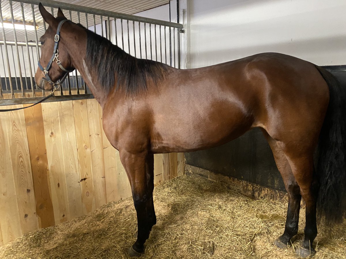 Den här fina damen är alltså till salu när jag nu säljer alla vuxna hästar jag äger och har, förutom Vera Spiro. Hon heter Thea Spiro och måste väl ändå sorteras in bland rolig starthäst om man är ute efter en sådan! Jag vill så gärna att hon hamnar hos en duktig tränare!