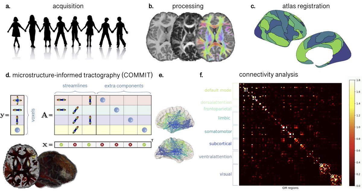 drsilagenc's tweet image. New pre-print🧠By incorporating microstructural information into network analyses we show ongoing development of the visual cortex over childhood and adolescence
A great collaboration with @simonaschiavi24 and colleagues during our time @CUBRICcardiff!
biorxiv.org/content/10.110…