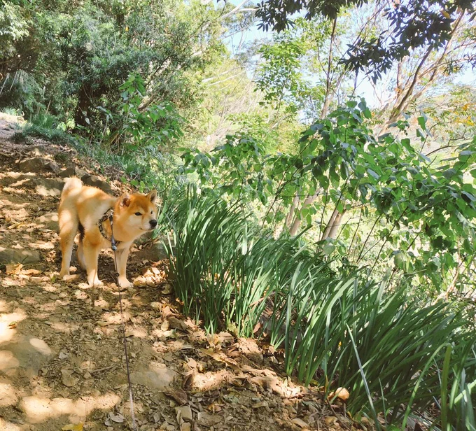 2〜3時間の山登りしてきた舗装されてない道で木の根っこを踏んで歩いた 頑張ったころすけとトトとくっつき虫