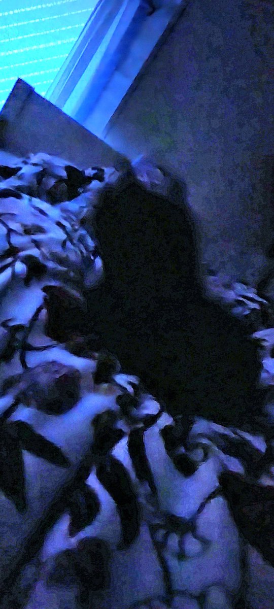 Skulle stiga upp och jobba, men har en katt på magen..Så tyvärr chefen blir det inget jobb idag.😋