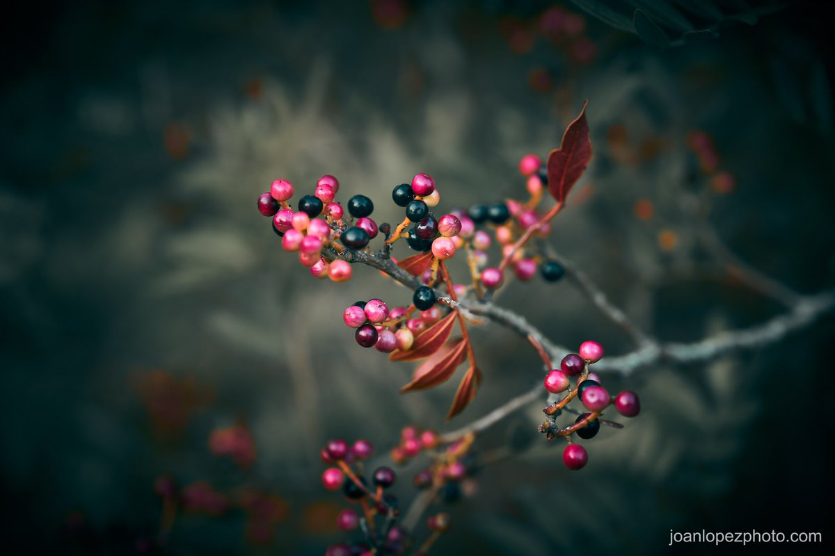 joanlopezphoto's tweet photo. Red and black #berries ripening
📸 Fujifilm X-T4
📷 Fujinon XF 16-55mm F2.8 R LM WR
⚙️ Distance 55.0 mm - ISO 160 - f/2.8 - Shutter 1/30 & 1/60
#altafulla #redberries #redberry #blackberries #blackberry #redandblackberries #blackandredberries #leaves #stems #twigs #branches #nature #vegetation #bushes #shrubs #naturephotography #minimal #minimalist #minimalism #minimalistphotography #berriesripening #photographer #photography #captureonepro #fujifilm #fujifilm_xseries #fujifilmxt4 #fujixt4 #xt4