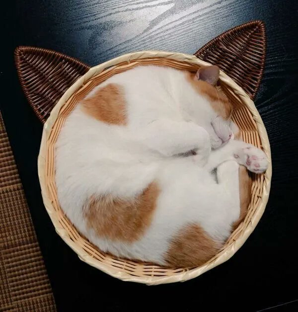 「丸いカゴの中で眠る猫 見事な"アンモニャイト"ポーズに「チーズタルト?」「芸術的」|ごる猫 Σ(っ=ΦωΦ)っのイラスト