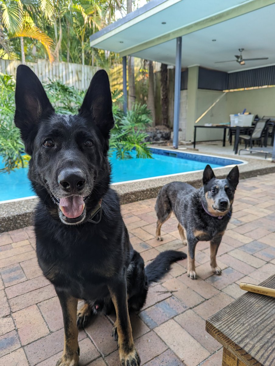 sallymills's tweet photo. @hanfbutcher This is Áres & Tilly 🐕🐾 They agree we should only be having #pupdates not updates. https://t.co/FHttoRapBg