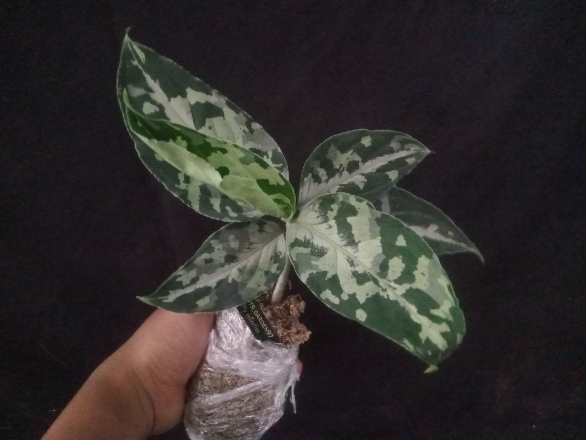 plants_garden97's tweet photo. The dignity of a seller is honesty ✅
#goexport 🇯🇵✈️
#aglaonemapictumtricolor https://t.co/FjCrwi7Ktp