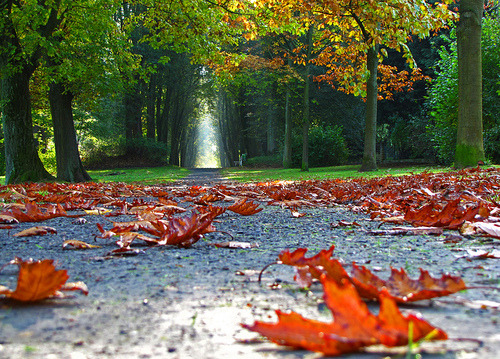 Fall Leaves, Hesse, Germany #FallLeaves #Hesse #Germany milesriley.com