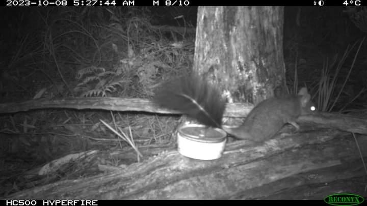 emeralddunn's tweet photo. A new record for a Brush-tailed Phascogale  near Fingerpost Road by Wombat Forestcare. 
Can you help to fund our court case against VicForests. We will be back in court on 30 November and need to pay for expert witness reports. 
https://t.co/kO6vzVHzb3 https://t.co/XfrCpyj3Ig