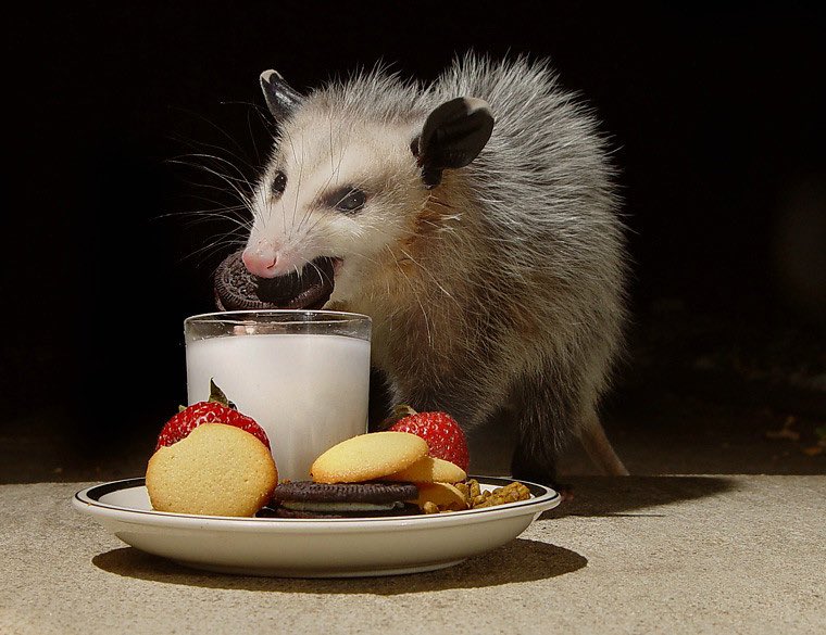 PesimisticRider's tweet photo. ㅤ
      Ah—! The master has been spared, the Possum is appeased https://t.co/XtVm8nBZUn