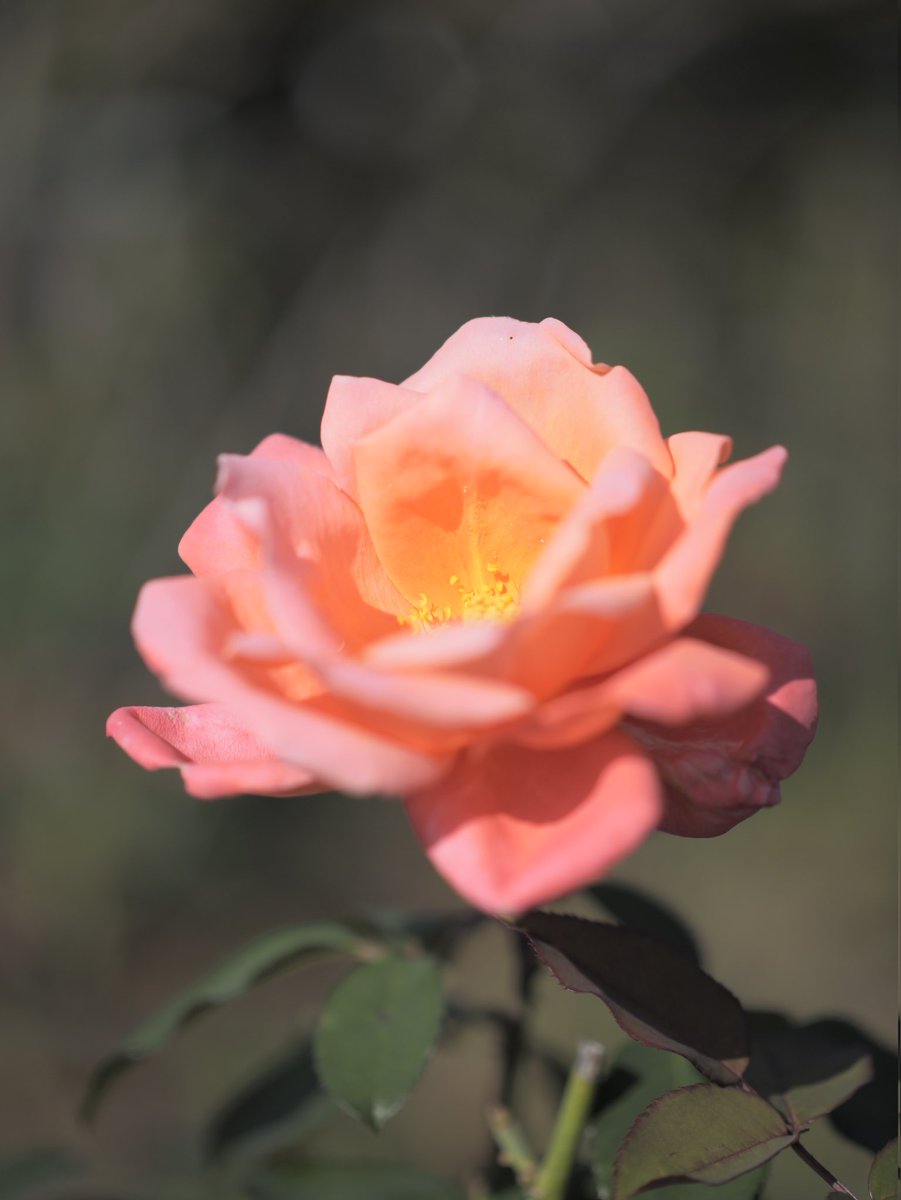 yuji_developer's tweet photo. G9 PRO II 初撮り。

#LUMIX #G9II #G9M2 #NOCTICRON https://t.co/6tFQAEmGi6