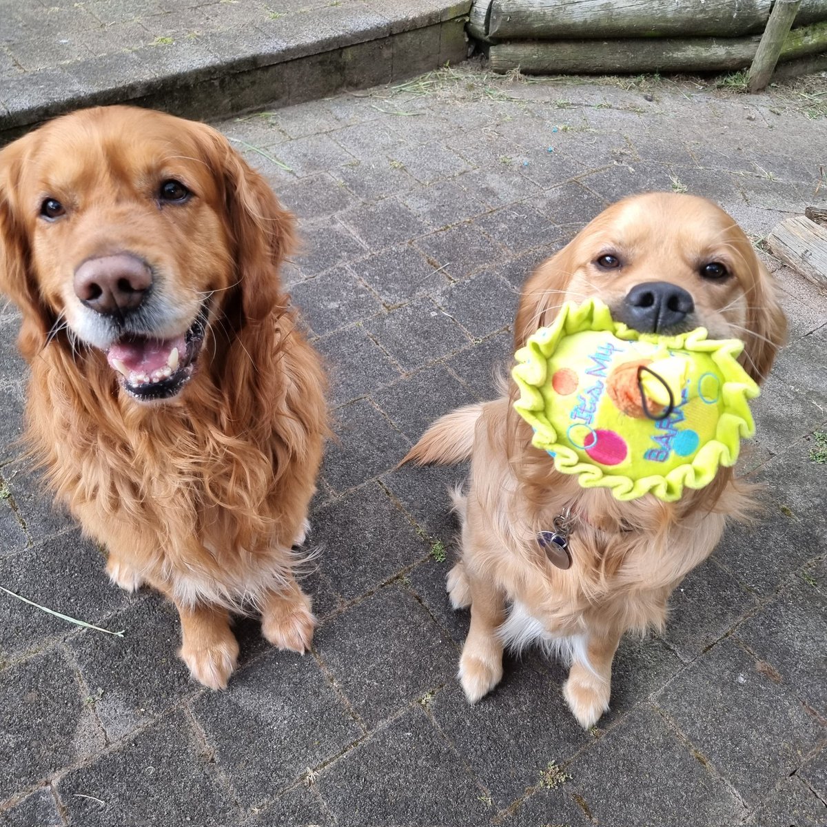 GillyTheGolden's tweet photo. It's my 9th Birthday. Happy as I just got some treats. Gus did steal my new toy though but I'll let him have it this time #goldenretriever https://t.co/sHRkeNN60S