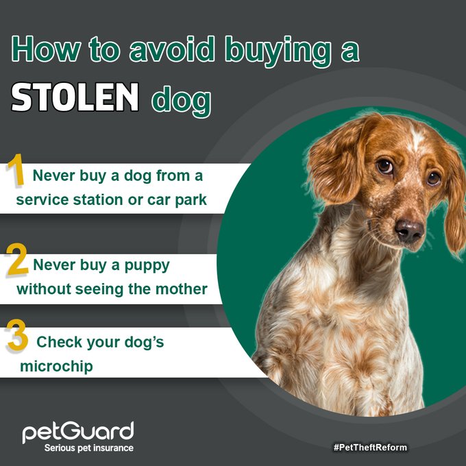 pettheftaware's tweet photo. #GundogTheftAwarenessWeek

#PetGuard supports #PetTheftReform

'A harrowing number of gun dogs are stolen in the UK every single year. This week, it's Gundog Theft Awareness week and we're making sure that owners know what to look our for when buying a gun dog 👇' https://t.co/jg8010jxGJ