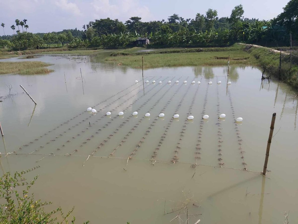 nahidzm2's tweet photo. Exploring #seaweed farming in #Bangladesh coastal shrimp ponds shows promising results! If successful, saline ponds can be introduced to #seaweed cultivation, yielding environmental and economic benefits. @USAID_BD funded #ECOFISH II Activity @WorldFishCenter https://t.co/h0lH3AE3Cb
