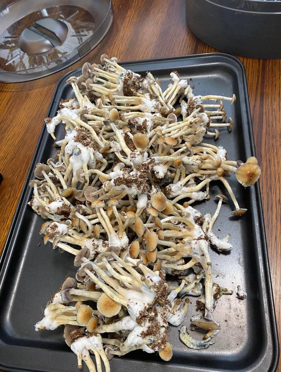 Mushrooms still fresh 🥶😶‍🌫
t.me/onlinetripping