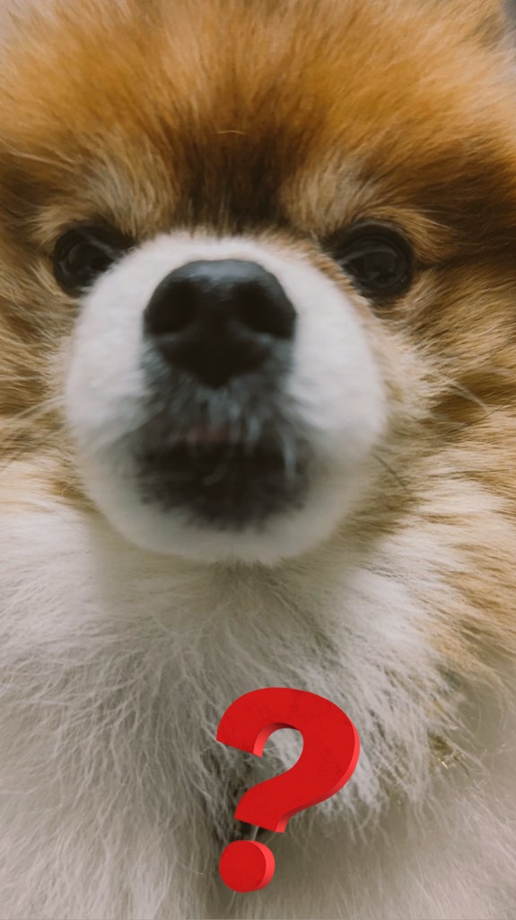 yuuiyuri's tweet photo. 今年の #ぽんたくん の誕生日は何の肉にしよう？🤔

今まで🐶ﾍｯﾍｯ
国産A5黒毛和牛
国産A 5仙台牛
国産牛肩赤身
松阪牛   
等...
脂ヤバイな💦

もう歳だし、肝臓悪いしだから
やっぱり赤身か…
さっぱり馬肉にするか…
肉ならどれでも喜ぶから体に良いものが良いな🤔
どれがいい？？
#ポメラニアン https://t.co/a3en2nLkfb