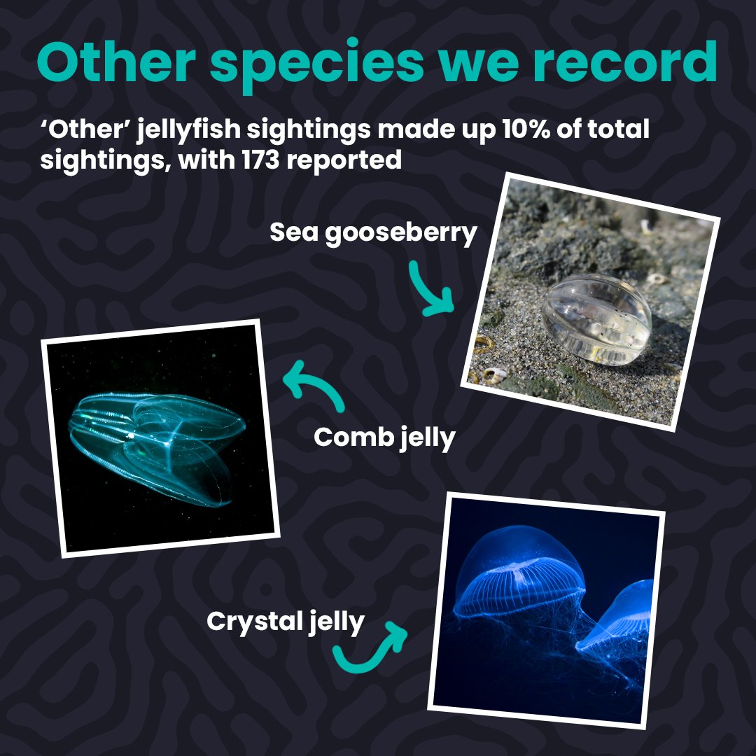 It’s #WorldJellyfishDay! To celebrate these ocean superstars, we’re sharing the findings from your #JellyfishSightings over the past year 🙌 You spotted a whopping 1,737 jellies! A huge thank you to everyone who reported a sighting Read thereport here -> mcsuk.org/what-you-can-d…