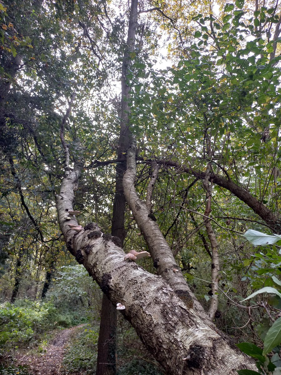 Johan Jansen tweet media