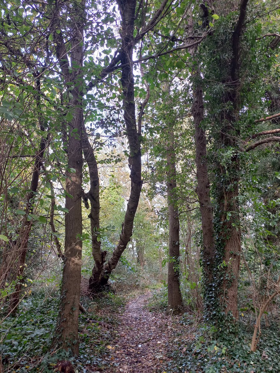 Johan Jansen tweet media