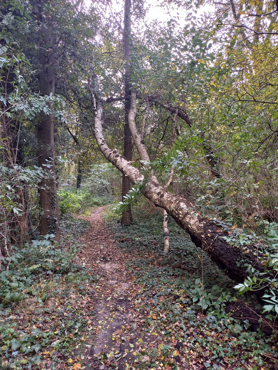 Johan Jansen tweet media