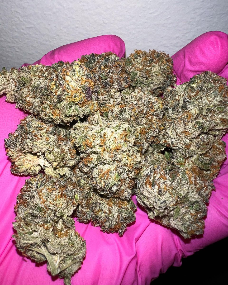 Redwoodrootsfam's tweet photo. Taste like 🍊 &amp; 🫐 
Smells DANK as F#%K 
🧬: Jealousy Bx1 (Sherbert Bx1 X Gelato 41) 
#exotics #lover #strains #daily #women #models #hype #hypestrains #indoorplants #indoorgarden #club  #stoned #nature  #myacgrow #angrown #roots #greatwhiteroots #growyourown #plantcommunity https://t.co/iDDjWVsM4a
