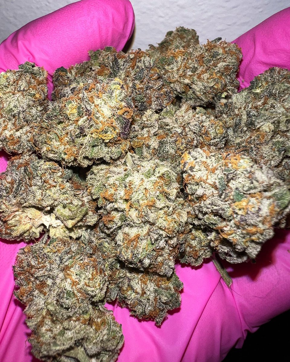 Redwoodrootsfam's tweet photo. Taste like 🍊 &amp; 🫐 
Smells DANK as F#%K 
🧬: Jealousy Bx1 (Sherbert Bx1 X Gelato 41) 
#exotics #lover #strains #daily #women #models #hype #hypestrains #indoorplants #indoorgarden #club  #stoned #nature  #myacgrow #angrown #roots #greatwhiteroots #growyourown #plantcommunity https://t.co/iDDjWVsM4a