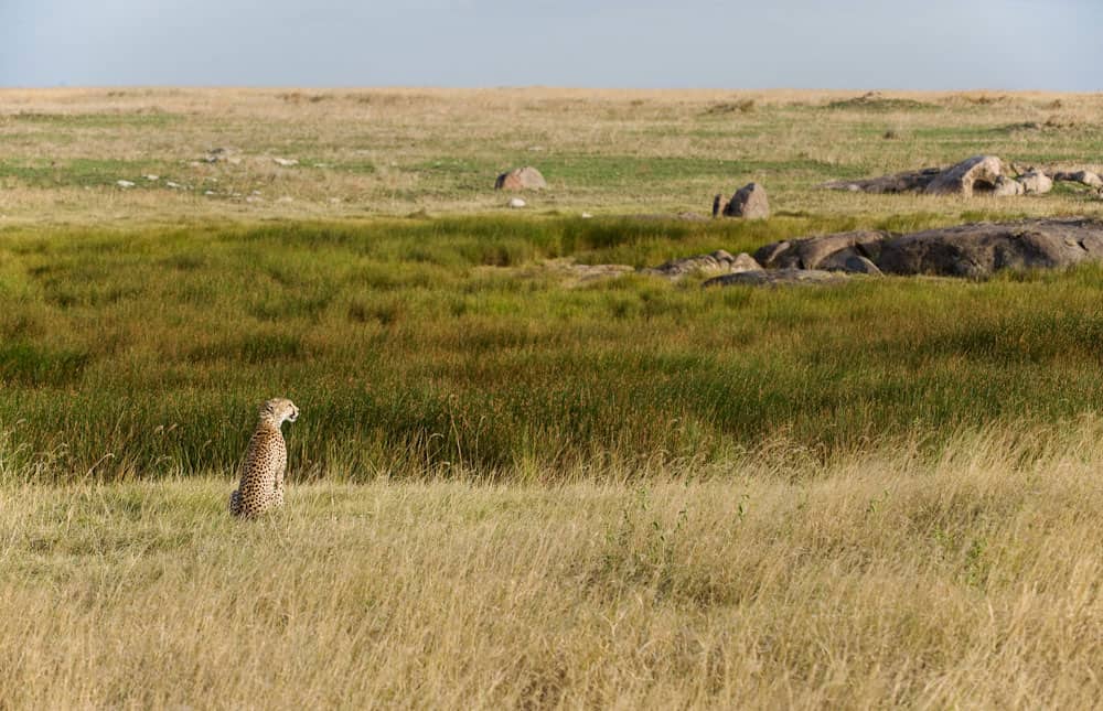 nyangulo2022's tweet photo. Tanzania boasts an incredible array of wildlife and stunning natural landscapes, making it a paradise for nature enthusiasts and adventure. 

for booking and inquiries contact us: 
🔘 Nyangulo Africa Safaris
🌐 https://t.co/FgRgopvVNx
📩 info@nyanguloafricasafaris.com https://t.co/DNn8WeXn2v