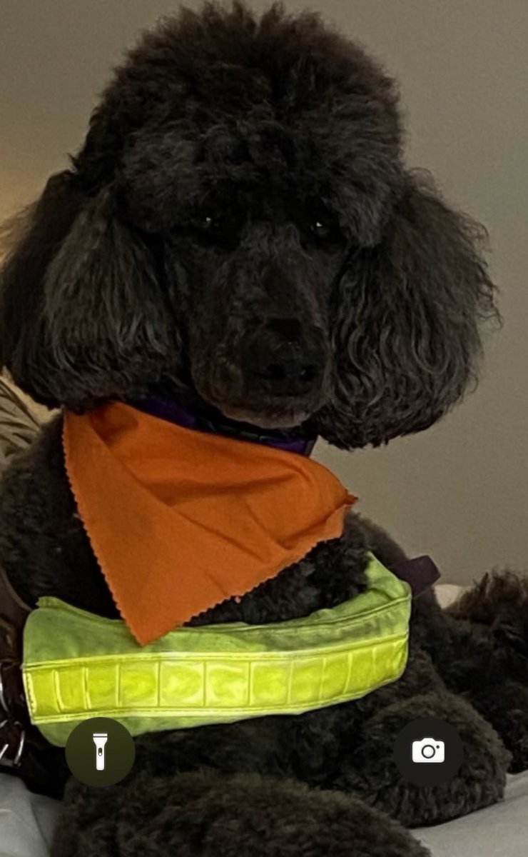 RIP Koby.   A dog who loved his work in <a href="/MaynoothUni/">Maynooth University</a>    Admired by so many students and staff alike.   Heartbroken by his sudden and early death.