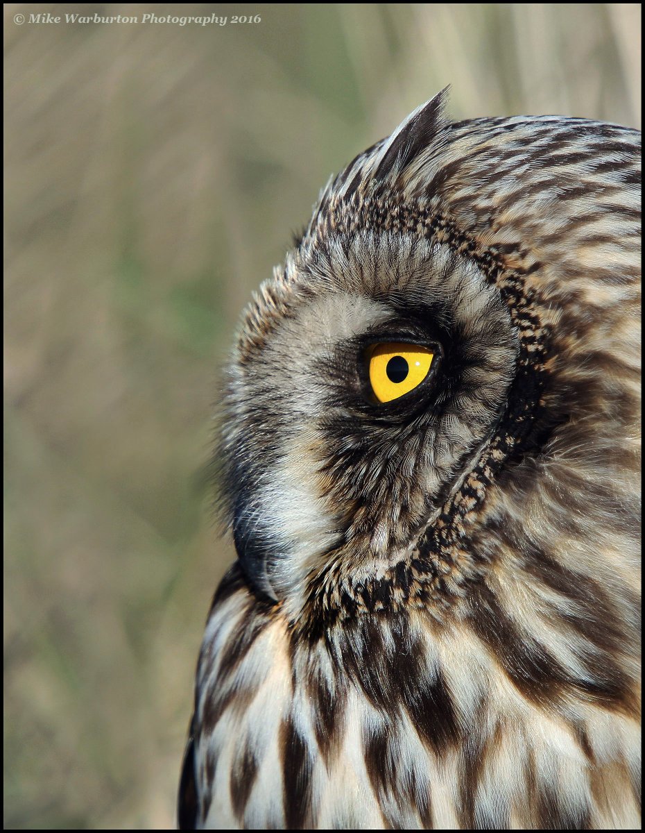 There has been a big influx of #ShortEaredOwl this Autumn. This close up was taken back in 2016. #Wales #birds #wildlife #nature #owl @BBCSpringwatch @WildlifeMag @RSPBCymru @BTO_Cymru @NatGeoPhotos @Hawkandowluk @Natures_Voice @_BTO #bird #asioflammeus