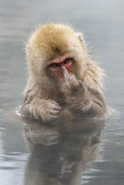 Kat__Coffee's tweet image. I humor z dupy #foch