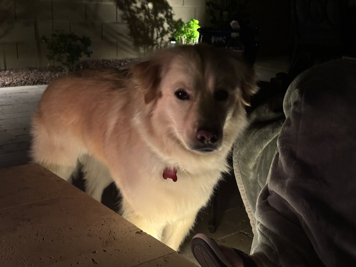 Do I look spooky or am I spooked?

Lately, I become scared outside at nights, even with the staff with me. It all goes back to July 4 when fireworks were set off. A few weeks ago, more went off! 

I hope I get over this soon!