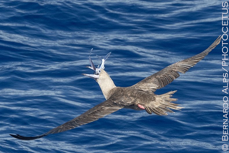 Bernardo_Alps's tweet photo. There were Red-footed Boobies with us most of the time, of every age class and color morph. We try very hard to find clues to tell individual birds apart and get accurate counts, but today all that went out the window.
#hiceas #hiceas2023 #pacific #redfootedbooby https://t.co/0yXPtBpBAO