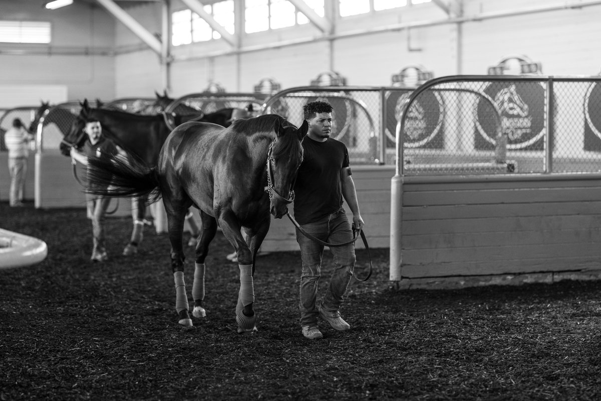 sadlerracing's tweet photo. Our @BreedersCup contenders schooling in the paddock today @santaanitapark Looking forward to a fabulous weekend of racing. @johnwsadler @HenryDMiranda1 @JuanLeyva1984 @NathalieDarley 
📸 @katejonesstudio https://t.co/ujscG8HL4G
