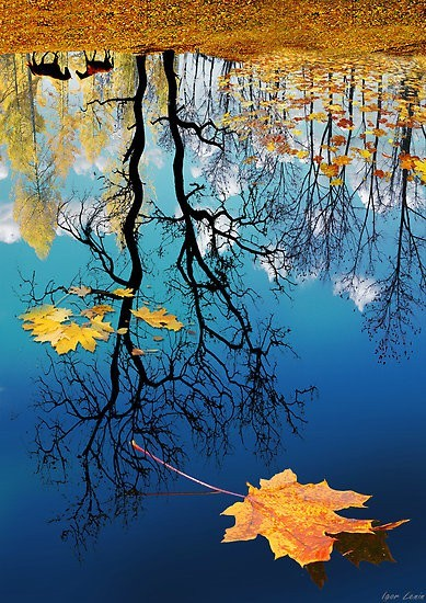 realfoxd's tweet photo. Autumn Reflection, Russia #AutumnReflection #Russia https://t.co/MU9szN8gXG https://t.co/UJiMzMH6sd
