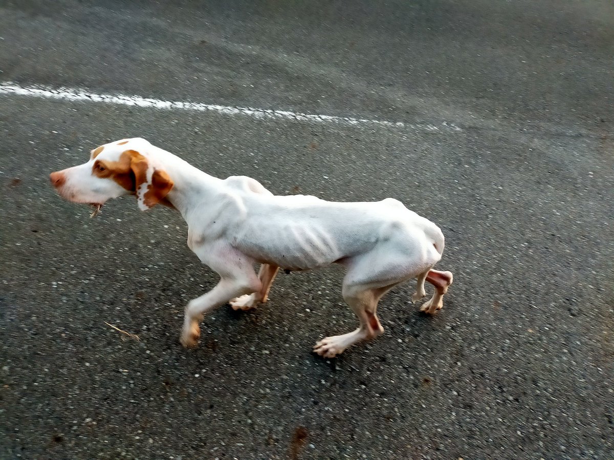静岡県静岡市で迷い犬っぽい子がいます。
ポインターかな？
#迷い犬
＃静岡市