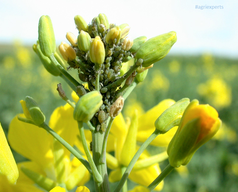 AgriExperts's tweet photo. MUSTARD APHID (#Lipaphis erysimi)
In India, it has been reported that the heavy infestation of this insect lead to losses in both seed yield up to 80% and oil yield up to 10%.
#Biocontrol #infestation #BioticStress #Forecast 
#forewarning https://t.co/uxHo0Kn2np