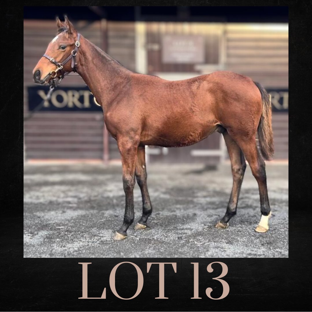 YortonFarm's tweet photo. 𝐋𝐎𝐓 1️⃣3️⃣
selling today
@GoffsUK British Breeders NH Showcase.
Have a look at the stunning son of 𝐆𝐄𝐍𝐓𝐋𝐄𝐖𝐀𝐕𝐄 out of blacktype producing mare 𝐌𝐢𝐬𝐬 𝐍𝐞𝐥𝐥𝐢𝐞
📍Barn 𝐃 Box 𝟐𝟐𝟖
#BredForJumping
#BreedingWinners
#BreedingForTheRacetrack
#BritishBred https://t.co/5e2hrLg4AC