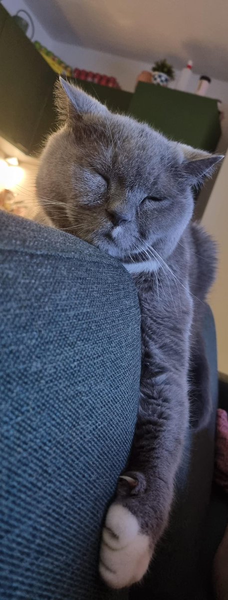 iamselphius's tweet photo. Fred looks so comfy.. what do you think he is dreaming about? #CatsOfTwitter https://t.co/3zxqpv6Uq0